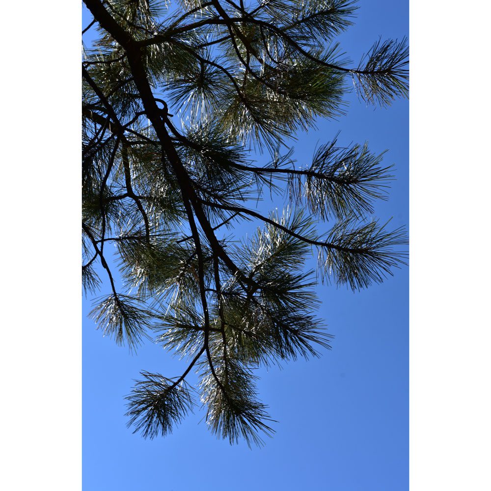 A tree branch with pine needles against the sky.