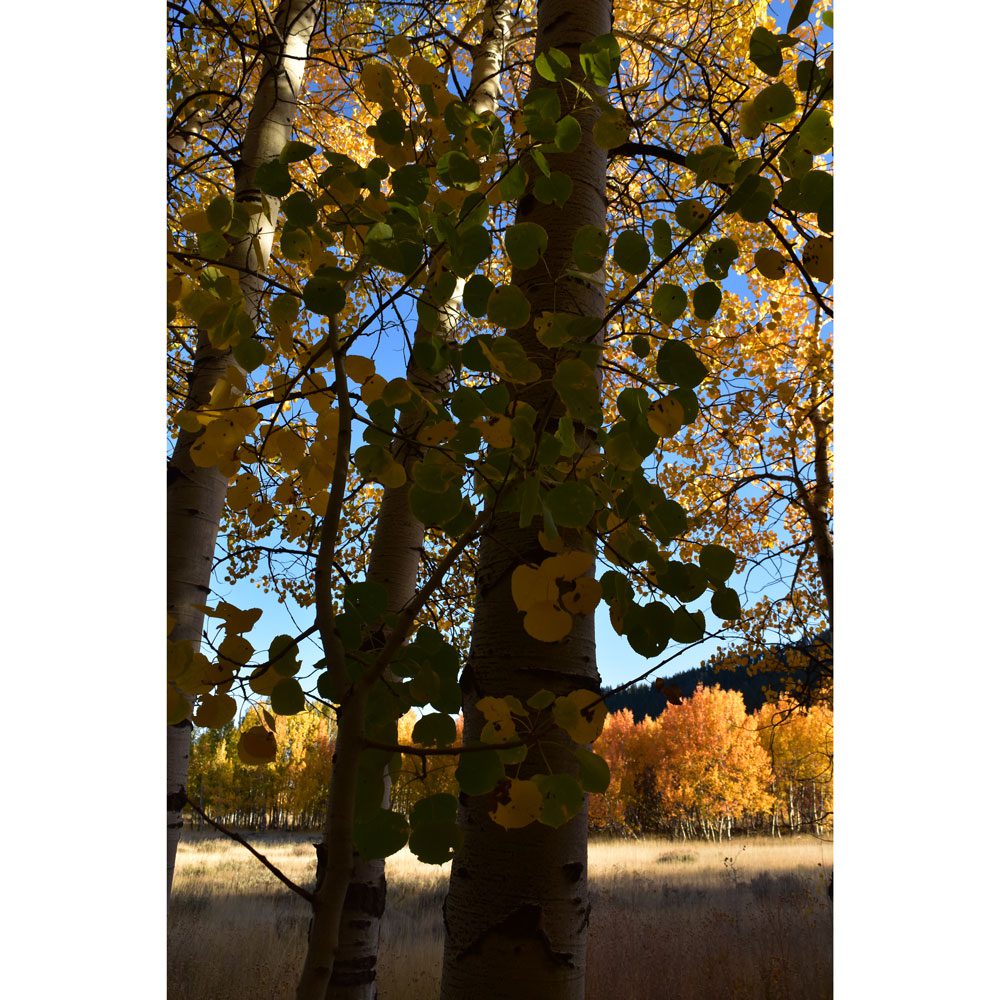 A tree with yellow leaves on it's trunk.