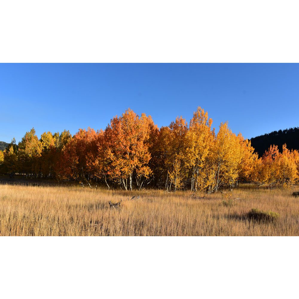 Aspen in Sawtooth National Forest, Sun Valley, Idaho
