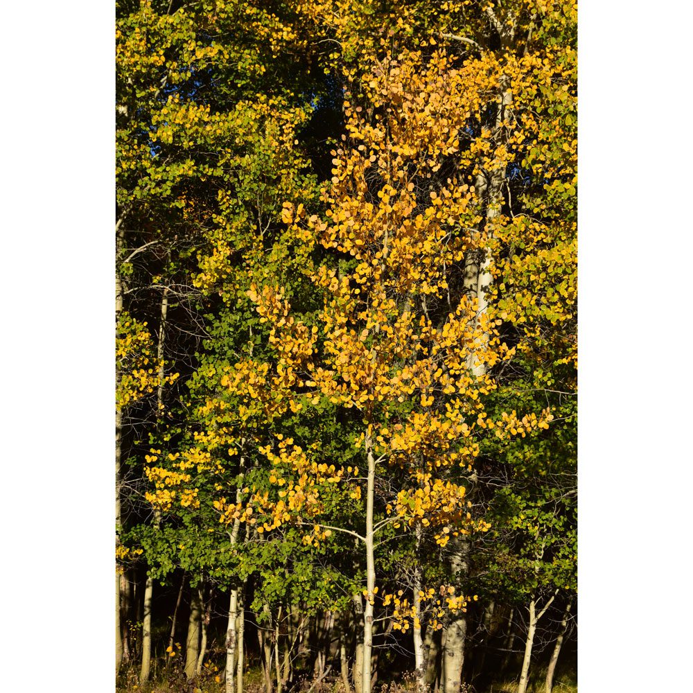 A group of trees with yellow leaves on them.
