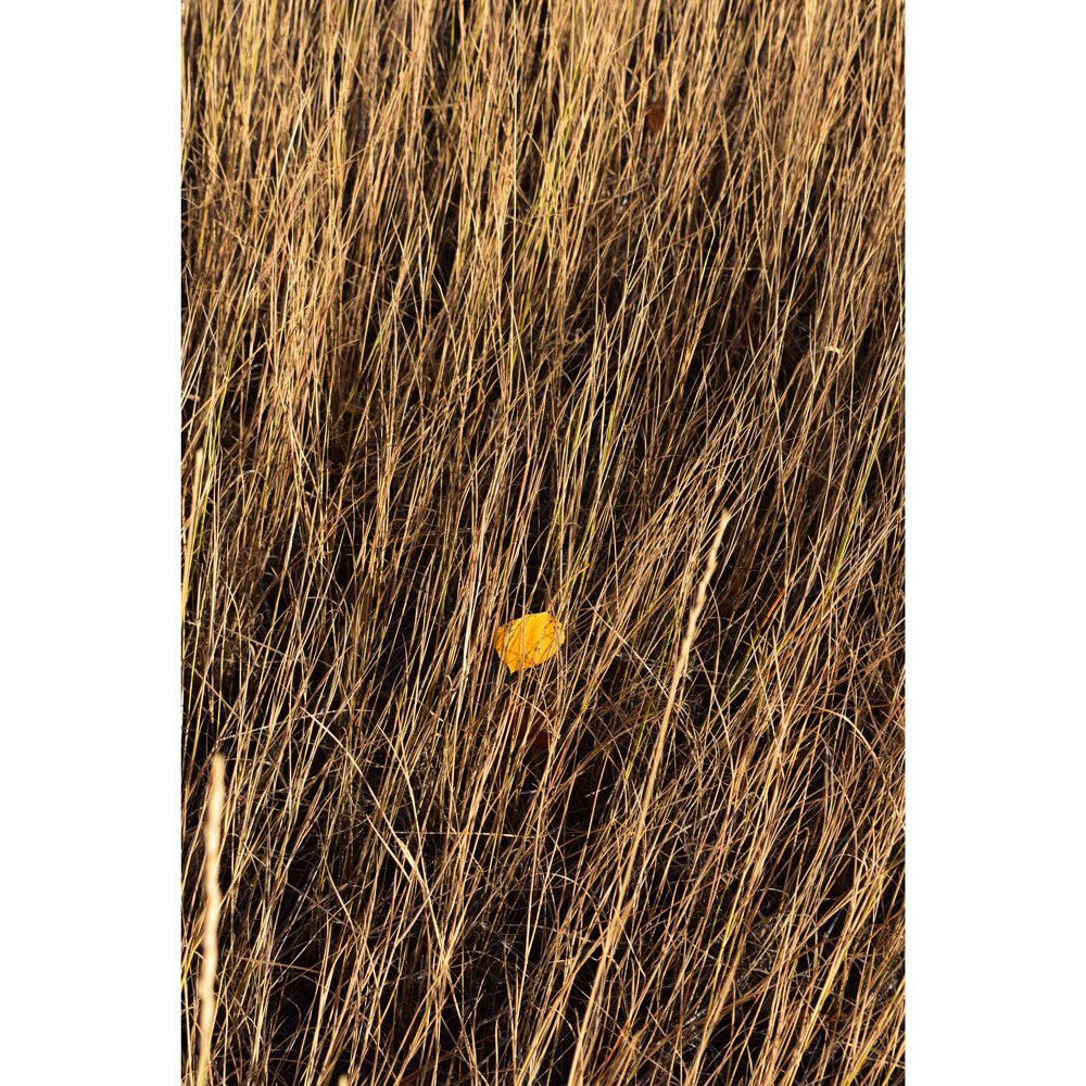 A yellow leaf sitting in the middle of some tall grass.
