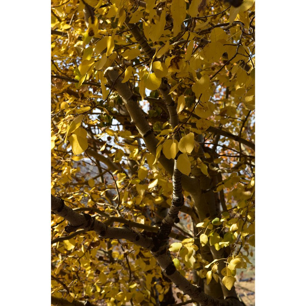 A tree with yellow leaves on it's branches.