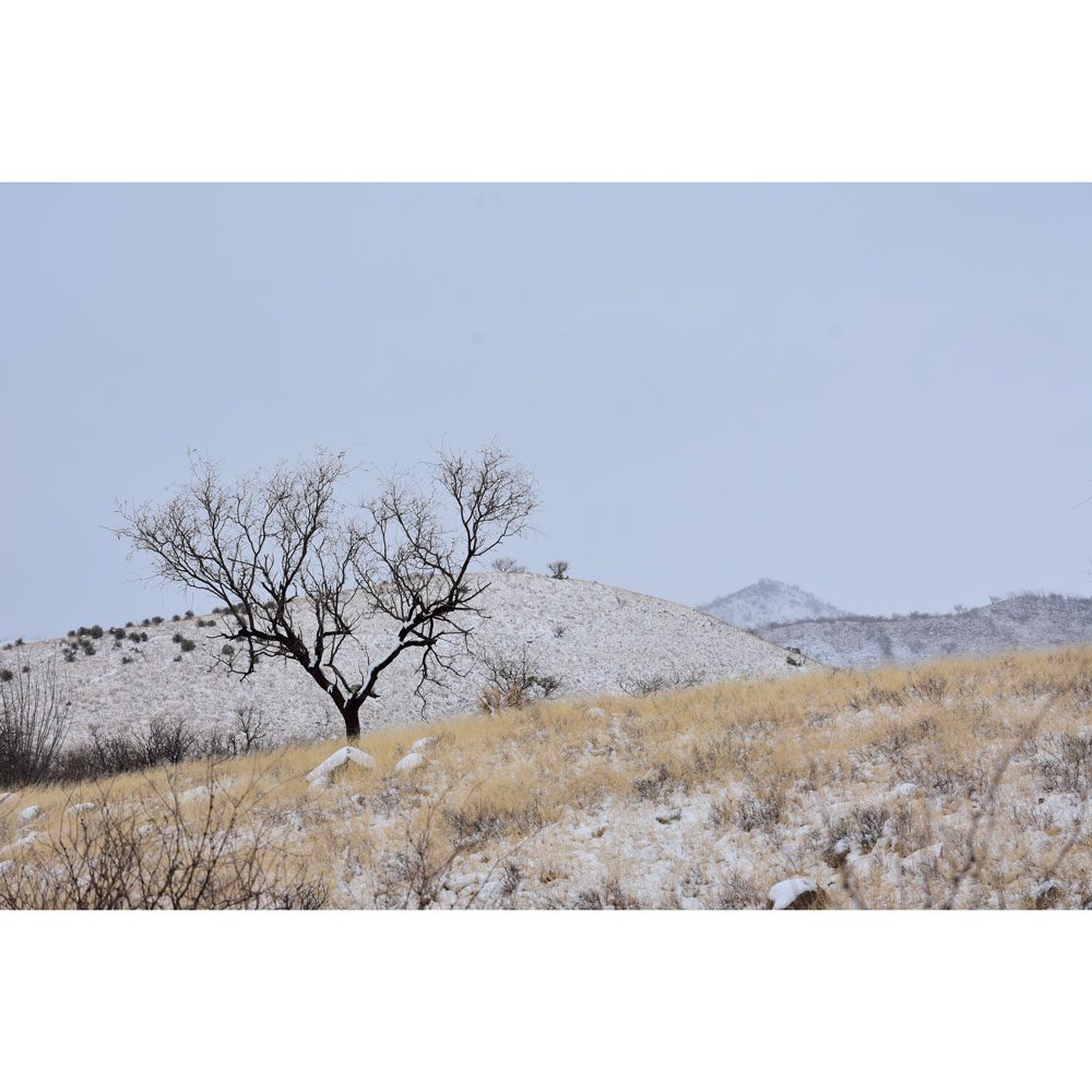 Winter Scene with Mesquite, Southern Arizona