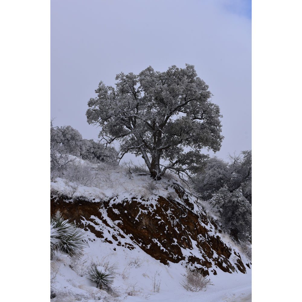 A tree on top of a hill covered in snow.