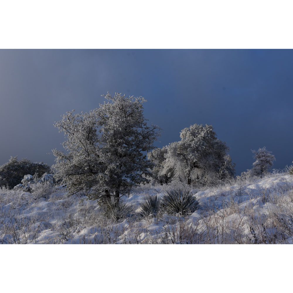 Winter Scene with Oak Tree, Southern Arizona