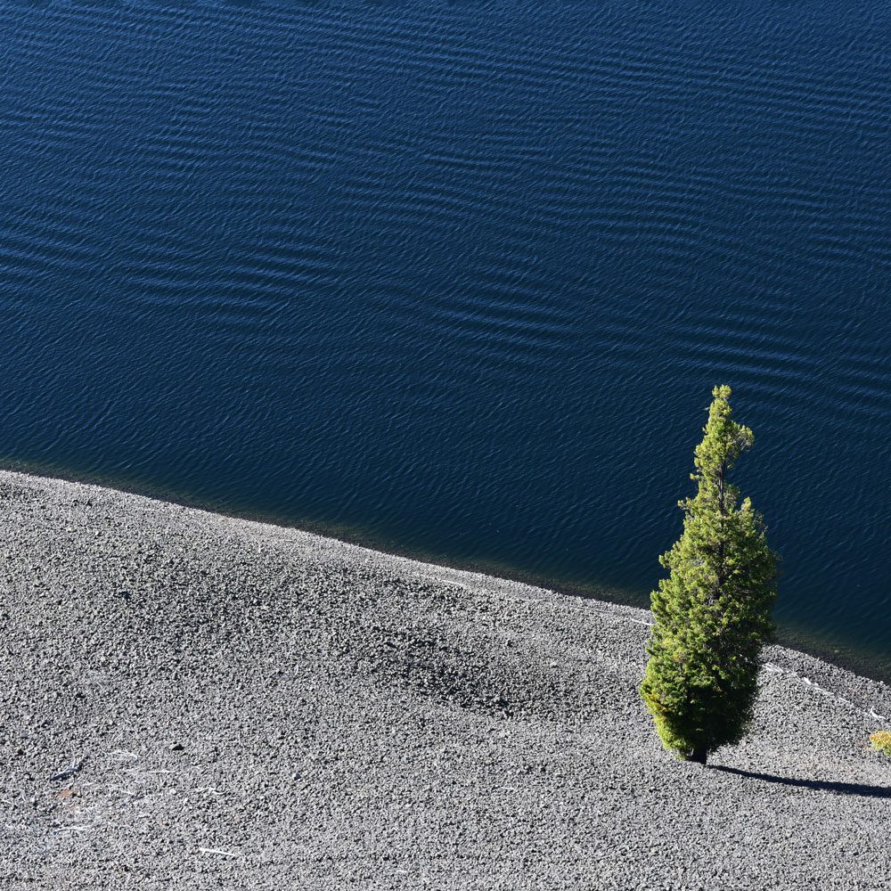 A tree is standing on the sand near water.